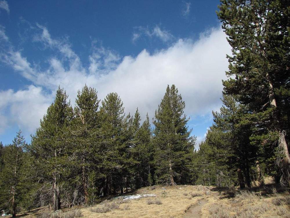 Yosemitrees