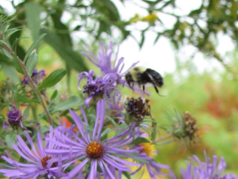 Hummel beim Belhurst Castle
