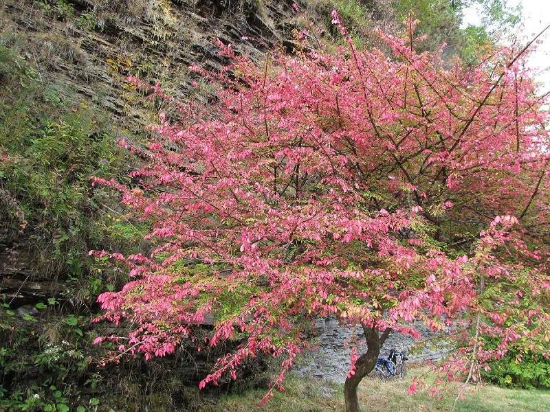 Watkins Glen