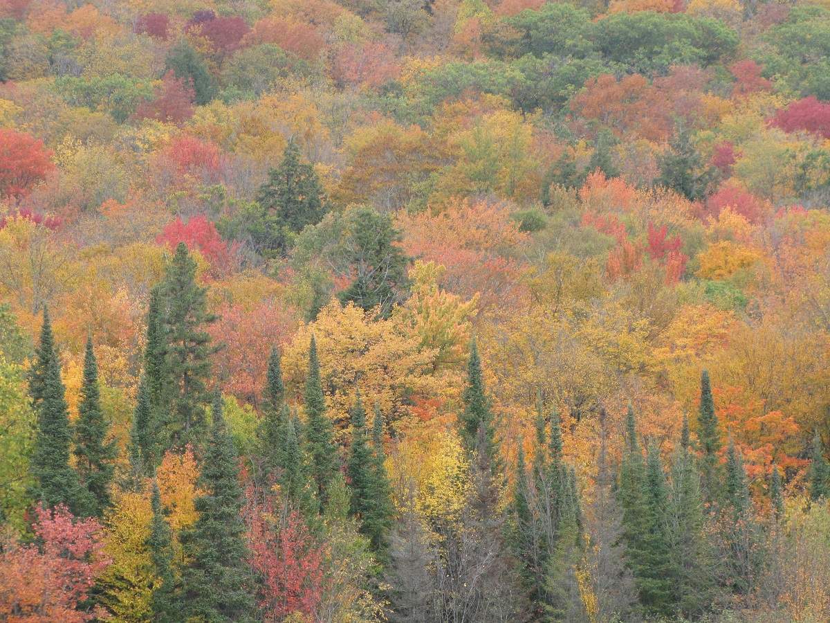 Indian Summer