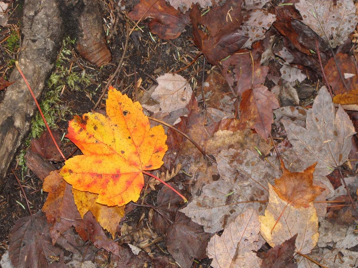 Algonquin Provincial Park