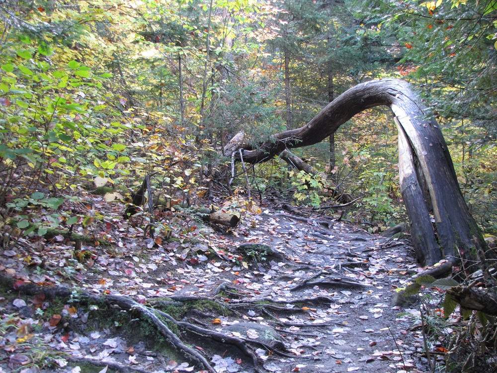 Algonquin Provincial Park