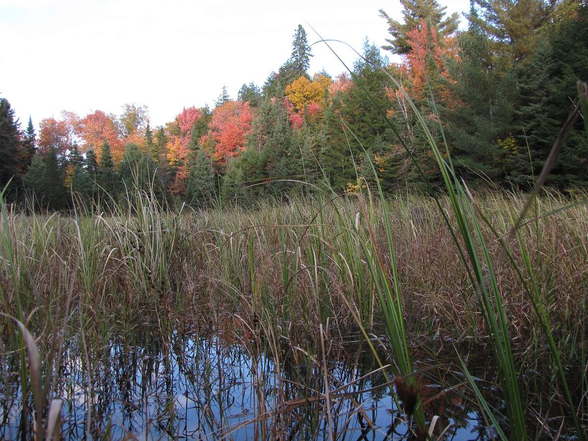 Algonquin Provincial Park