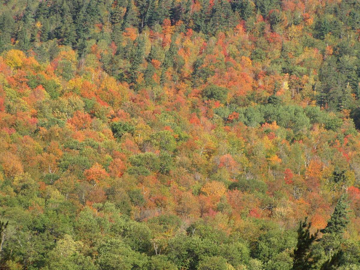 Indian Summer