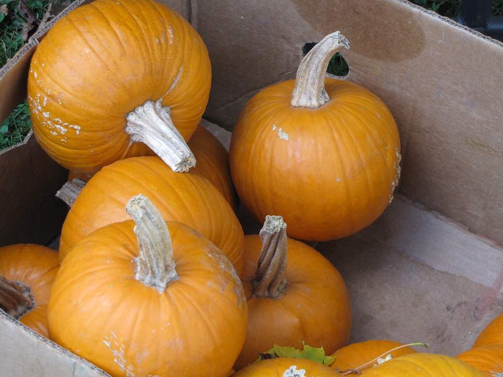 Shelburne Farmers Market.