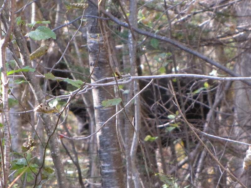 Elch. White Mountains