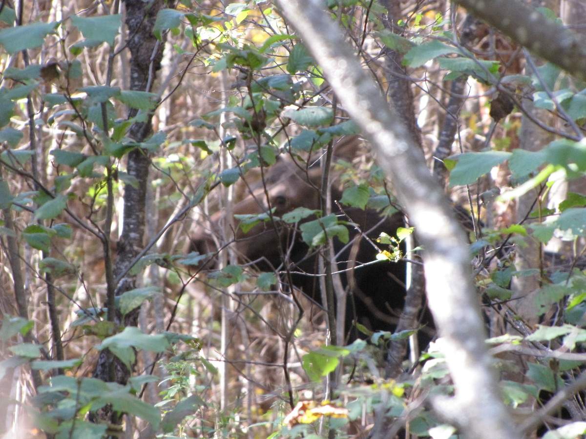 Elch. White Mountains