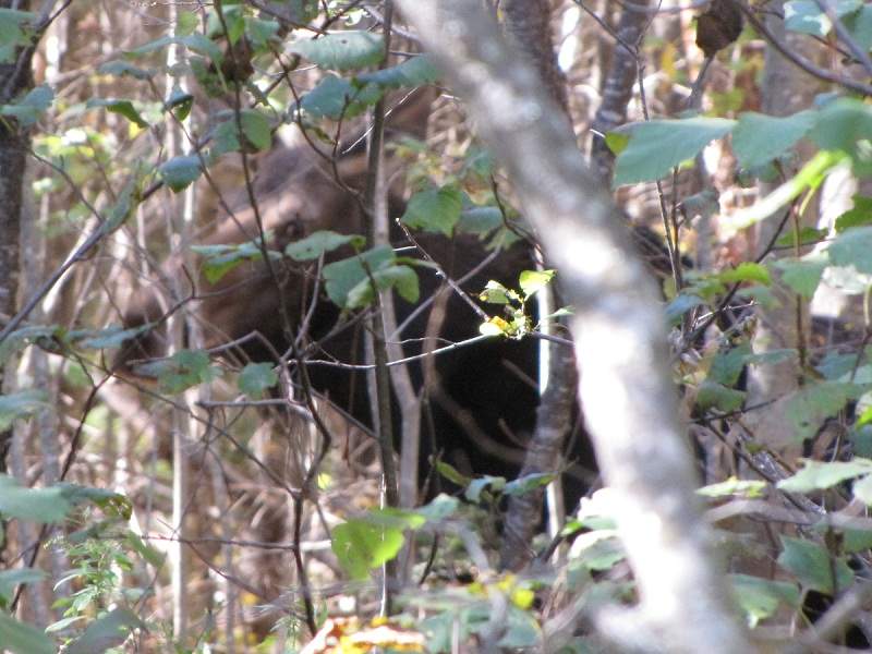 Elch. White Mountains