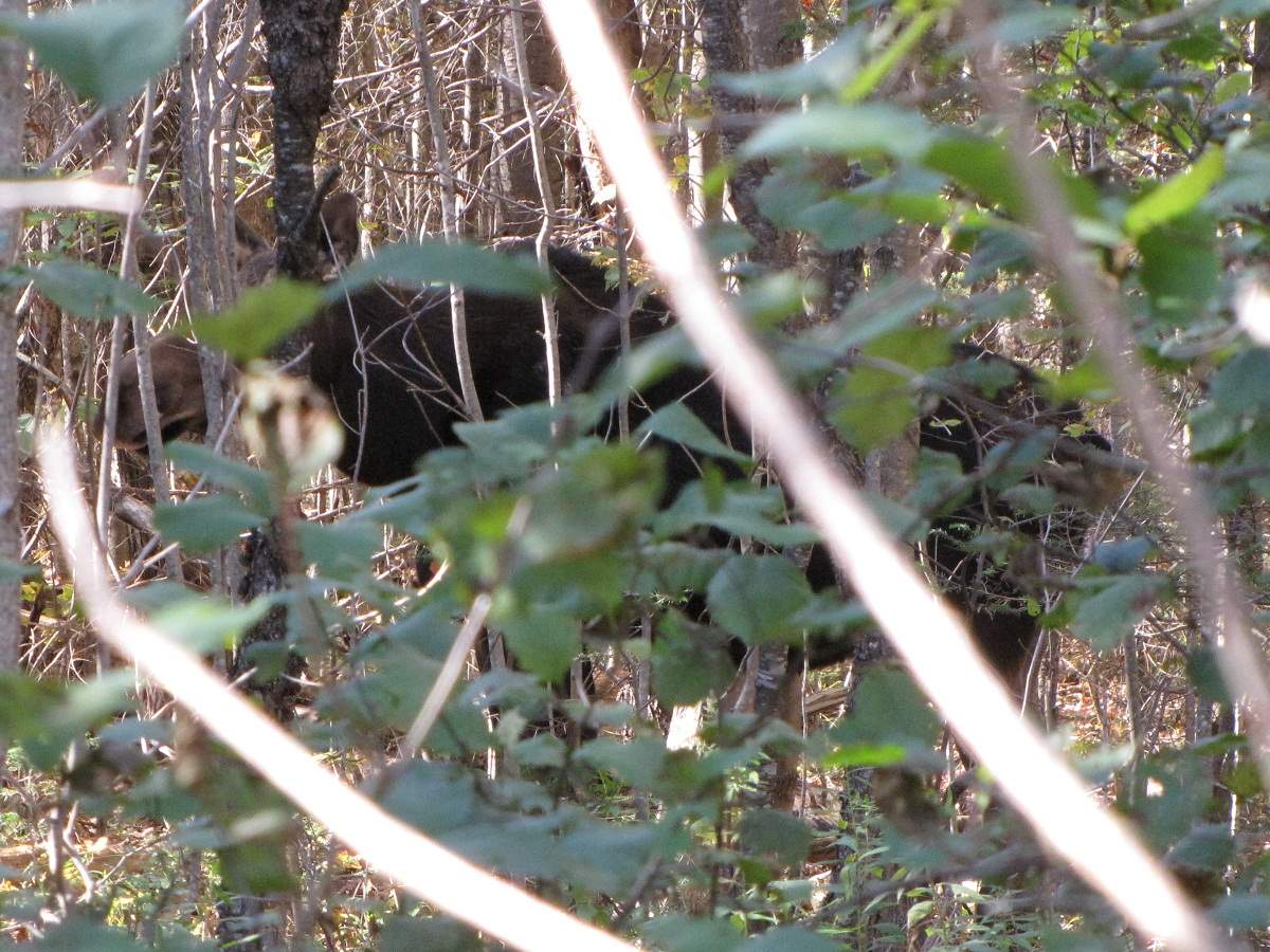 Elch. White Mountains.