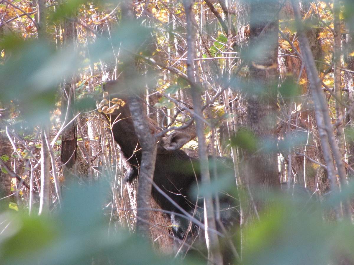 Elch. White Mountains