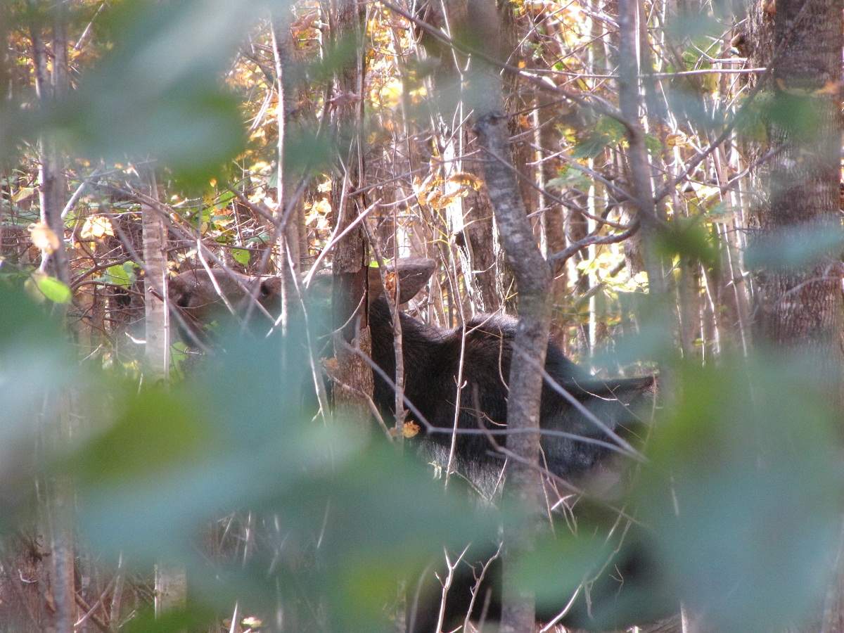 Elch. White Mountains