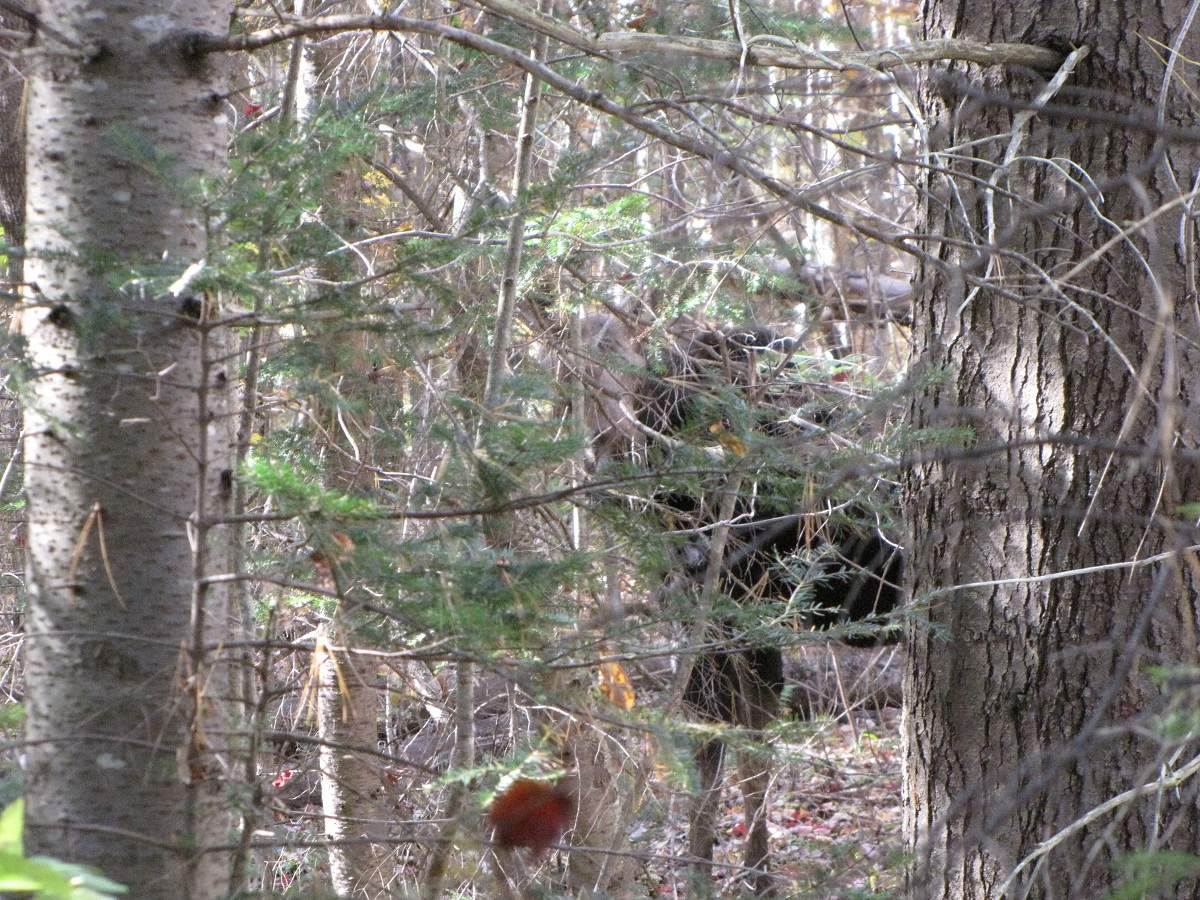 Elch. White Mountains