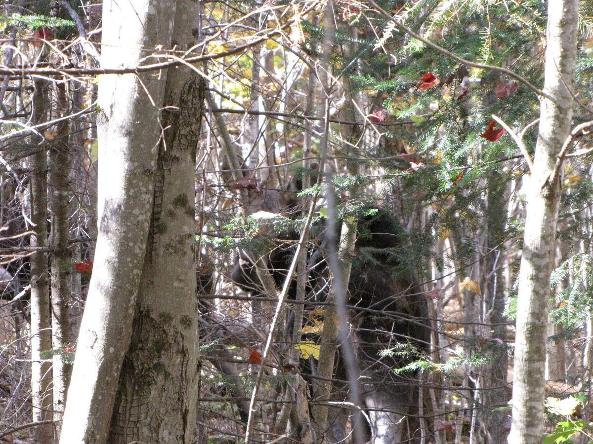 Elch. White Mountains