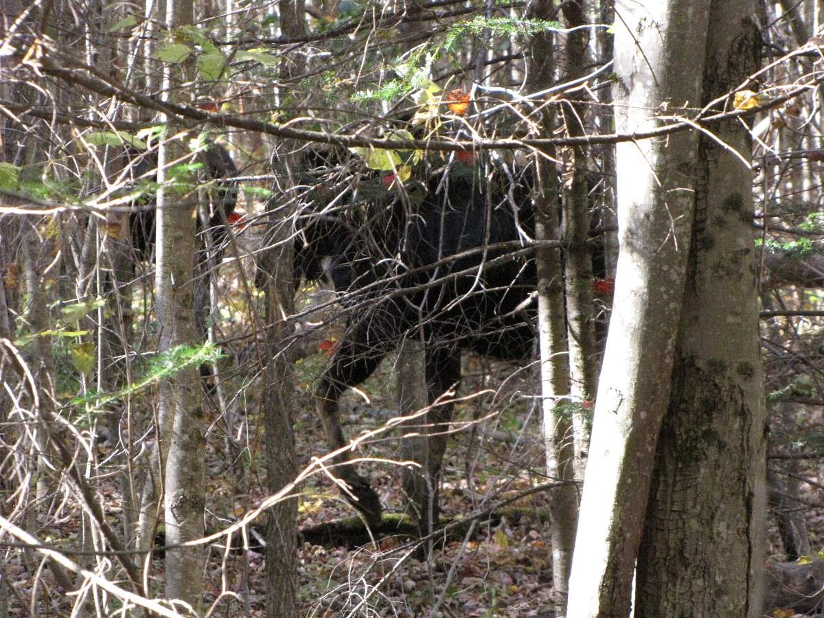 Elch. White Mountains