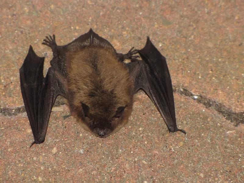 Fledermaus