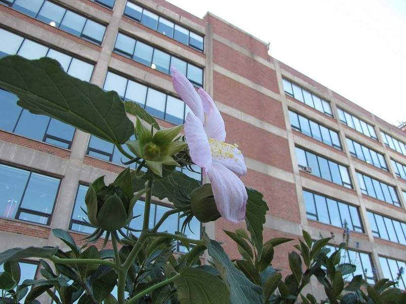 Highline Park, New York City