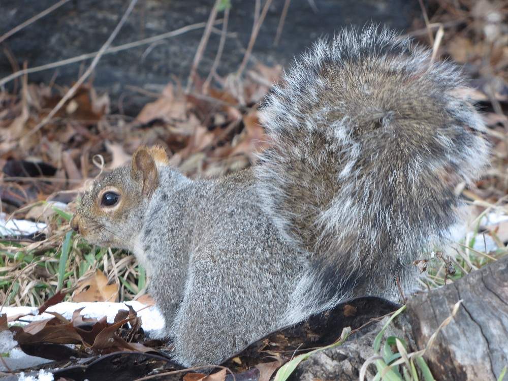 Harlem Squirrel