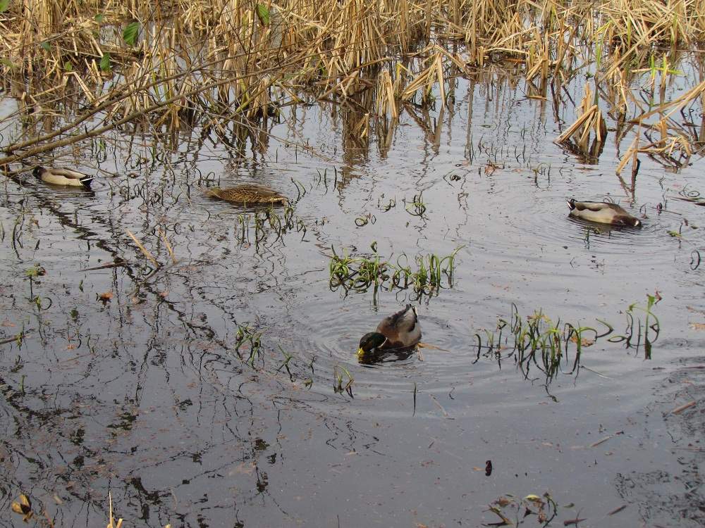 New York City - Bronx Botanical Garden